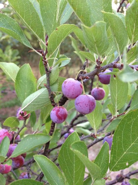 LONG ISLAND HOMESTEAD: Growing Beach Plums and Other Plants from Seed Save Seeds, Plum Trees, Fruit Growing, Plum Seed, Beach Plum, Wild Plum, Plants In Pots, Plum Recipes, Potager Garden