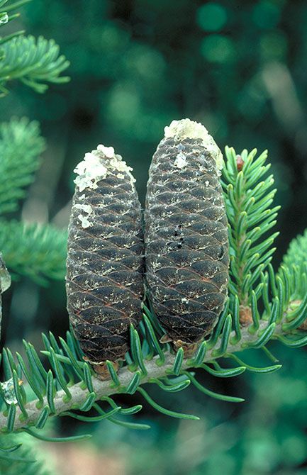 Balsam Fir Tattoo, Abies Balsamea, Balsam Plant, Minnesota Trees, Blumea Balsamifera, Balsam Fir Christmas Tree, Balsam Fir Tree, Balsam Tree, White Spruce