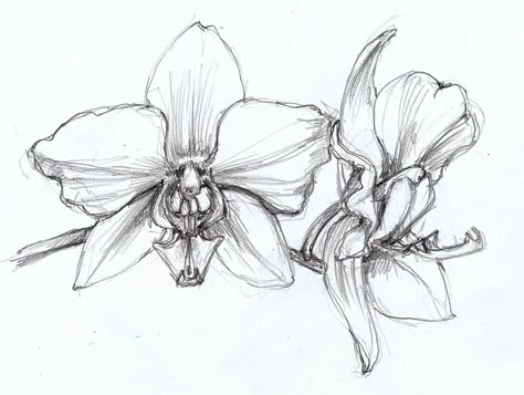 Pencil study of moth orchids Orhidee Flowers Drawing, Orchid Pencil Drawing, Orchid Sketch Drawing, Orchid Doodle, Orchid Drawing Simple, Drawing Orchids, Orchids Drawing, Orchid Sketch, Orchids Illustration