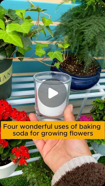 My Garden Ideas on Instagram: "Plant care tips with baking soda #garden #gardening #plants #planting #planthacks #gardenhacks #gardeningmakemehappy #gardeningtips #gardeningideas #gardeninspiration #gardenlove" Vinegar Powder, Flower Planting Guide, Diy Fertilizer, Tips For Growing Tomatoes, Garden Hacks Diy, Grafting Plants, Growing Trees, Garden Remedies, Flowers Growing