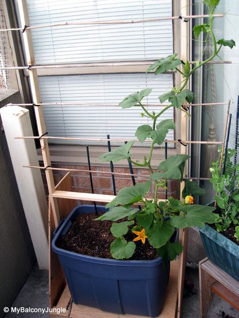 Homemade sturdy pumpkin container trellis Pumpkins In Containers, Pumpkin Trellis, Planting Pumpkins, Growing Pumpkins, Landscaping Garden, Survival Gardening, Deck Garden, Food Garden, Fruit Garden