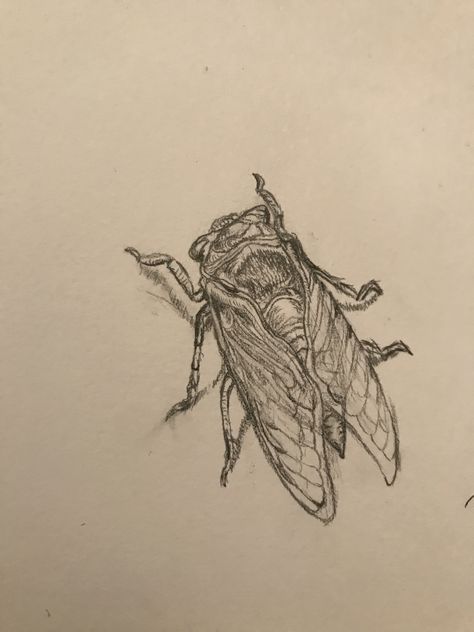 Cicada Sketch, Locust Tattoos, Locust Drawing, Bug Sketches, Cicada Drawing, Cicada Tattoo, Insects Art, Bugs Drawing, Hercules Beetle