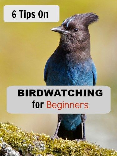 6 Bird Watching Tips for Beginners - Jake's Nature Blog Bird Feeders Diy, Backyard Birds Watching, Birds For Kids, Camping Essentials List, Bird House Kits, Common Birds, Going Camping, How To Attract Birds, Oregon Washington