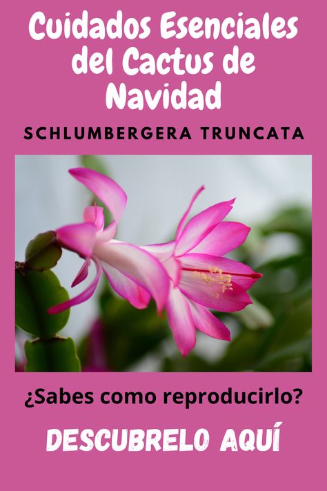 Aprende cómo cuidar tu Cactus de Navidad (Schlumbergera truncata) para que florezca cada festividad. Consejos, riego, luz y más para esta hermosa planta festiva. Haz clic para descubrirlo. ✨🌵🎄 Cactus Planta, Cactus Y Suculentas, Terrarium, Cactus, Pastel, Plants, Flowers