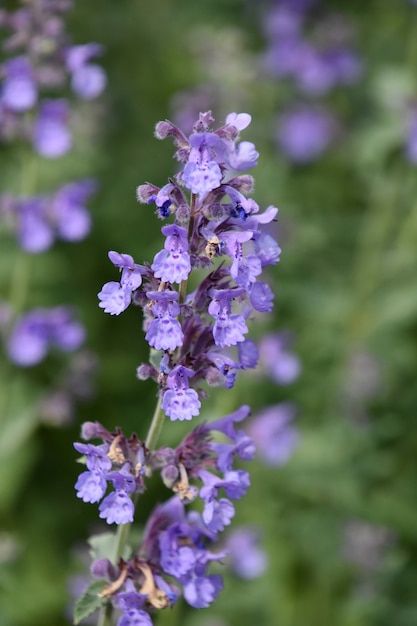 Catnip plant Images | Free Vectors, Stock Photos & PSD Herbs To Plant, Catnip Plant, Witchy Garden, Medicinal Herbs Garden, Herbal Tea Blends, Plant Images, Culinary Herbs, Herbal Infusion, Dear Me