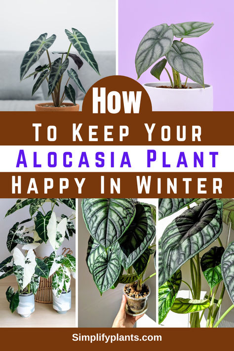 "Discover essential tips on how to keep your Alocasia plant happy in 
winter! This guide covers Alocasia plant care indoors, ensuring your 
tropical house plants thrive even in colder months. Learn how to care for 
Alocasia plant with expert advice on light, humidity, and watering. 
Perfect for enthusiasts of Alocasia Frydek care and all houseplant 
care lovers. Elevate your indoor plant care routine and keep your 
Alocasia plant flourishing all winter long!" Great Indoor Plants, Alocasia Plant Care, Alocasia Frydek, Alocasia Plant, Tropical House Plants, Houseplant Care, Indoor Plant Care, Elephant Ears, Tropical House