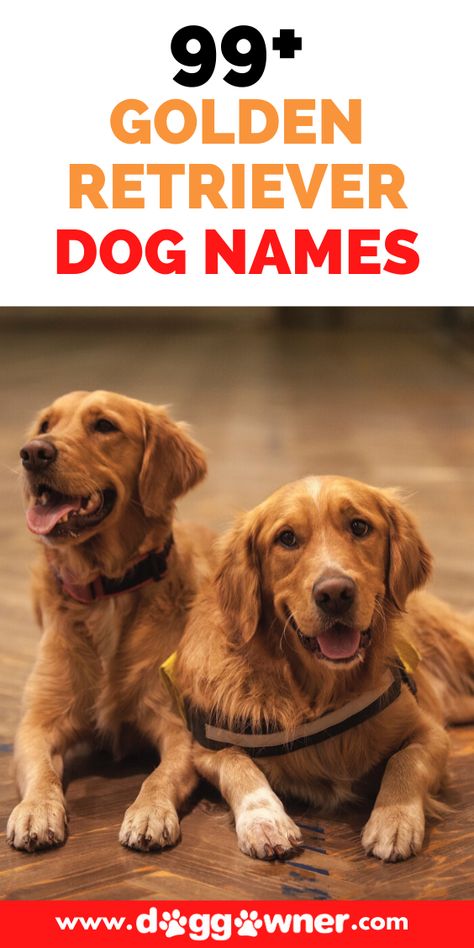 Female Golden Retriever Names, Golden Retriever Names Male, Golden Retriever Puppy Names, Golden Retriever Dog Names, Red Golden Retrievers, Most Popular Dog Names, Golden Retriever Girl, Funny Dog Names, Female Golden Retriever