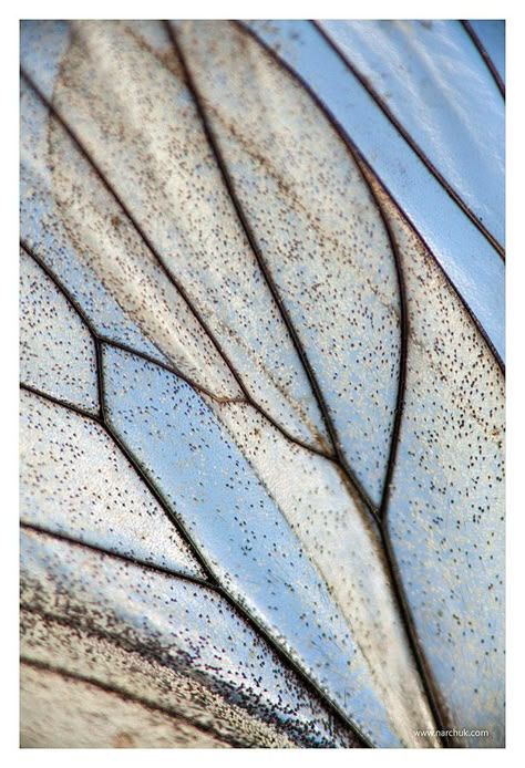 Insect Wings, Texture Inspiration, Glass Photo, Natural Forms, Patterns In Nature, Butterfly Wings, Color Textures, Beautiful Butterflies, Macro Photography