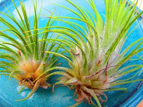 All About Air Plants and How to Care for Them | ehow Types Of Air Plants, Air Plants Care, Sycamore Tree, Tillandsia Air Plant, Gerber Daisies, Garden Store, Growing Tomatoes, Potting Soil, Diy Cleaning Products