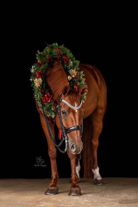 An orange in a wreath Horse Wreath Photoshoot, Horse Christmas Photoshoot, Wreath Photoshoot, Strangers To Friends, Horse Wreath, Equine Photoshoot, Horse Wreaths, Horse Photo, Horse Christmas