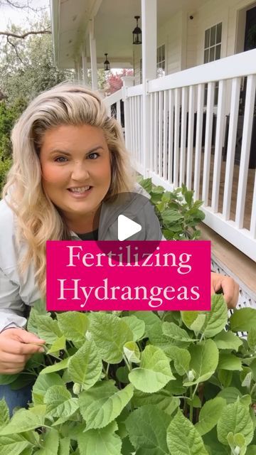 Skye Hamilton • Home & Garden • Hydrangea Queen on Instagram: "Fertilizing Hydrangeas! It may be tempting to downplay the role of hydrangea fertilizer, but fertilizing is one of the best things you can do for your plant. Some varieties benefit more than others, but in general l, it will give you more bountiful and large blooms., as well as better growth and health of the plant as a whole. Hydrangeas are not cheap plants. They are an investment, and this is the best way to care for, and get the most out of that investment. Here are my top tips for fertilizing hydrangeas: * Fertilize hydrangeas, twice a year, once in mid to late spring, and again in mid summer. * Try to apply your first application between the time you see leaves emerge, but before actual blooms.  * And apply your second fer How To Fertilize Hydrangeas, Best Fertilizer For Hydrangeas, When To Fertilize Hydrangeas, Hydrangea Pruning, Hydrangea Fertilizer, Incrediball Hydrangea, Garden Hydrangea, Pruning Hydrangeas, Yellow Hydrangea