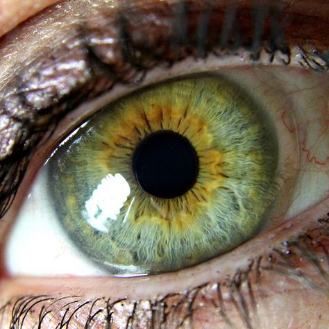 Central Heterochromia with ZONULE detailing I never understood why my eyes were different colors and now I do!!! Green Gold Eyes, Green Eyes In The Sun, Golden Green Eyes, Heterochromia Iridum, Eye Color Facts, Central Heterochromia, Yellow Green Eyes, Iris Eye, Foto Macro