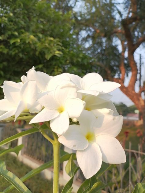 Plumeria Aesthetic, Plumeria Alba, Anime Picture Hd, Grow Together, Baby Cats, Pretty Flowers, Planting Flowers, Collage, Plants