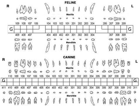 Canine & Feline Dental Chart Teeth Numbers, Pet Dental Health Month, Vet Tech School, Veterinary Tech, Vet Tech Student, Anatomy Chart, Vet Technician, Dog Dental Health, Dental Anatomy