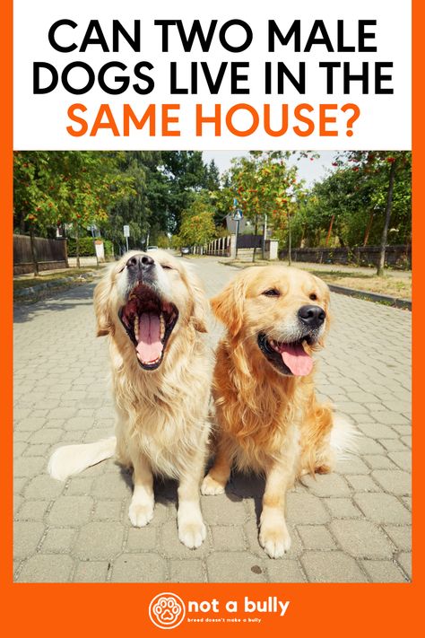 When you adopt a new dog into your family, you can pick and choose what kind of dog, how old they are, and whether they’re a male or a female! If you already have a male dog at home, your biggest concern will probably be the following;Can two male dogs live in the same house? Puppy Aggression, Friend Giving, Facts About Dogs, Animals Landscape, Pembroke Welsh Corgi Puppies, Dog At Home, Puppy Tips, Rottweiler Love, Puppy Funny