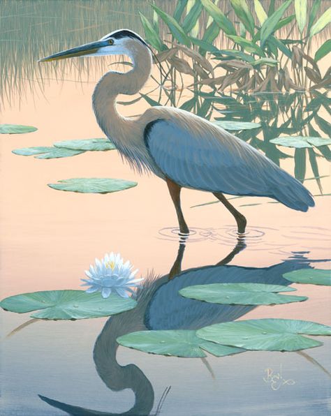 Evening Stroll (Giclee) Lake Animals, Heron Art, Florida Artist, Herons, Wildlife Paintings, Blue Heron, Wildlife Art, Birds Painting, Painting Kits