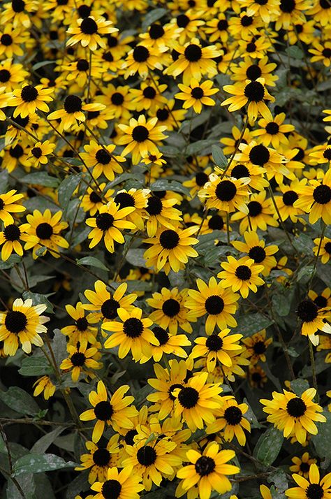 Brown Eyed Susan (Rudbeckia triloba) at Weston Nurseries Brown Eye Susan Flowers, Rudbeckia Triloba, Brown Eyed Susan, Gloriosa Daisy, Deer Resistant Garden, Low Water Gardening, Wild Flower Meadow, Backyard Plants, Best Perennials