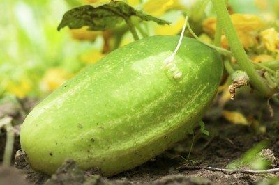 Growing Tomatoes From Seed, Cucumber Varieties, Saving Seeds, Cucumber On Eyes, Grow Tomatoes, Cucumber Seeds, Growing Cucumbers, Seed Collection, Survival Gardening