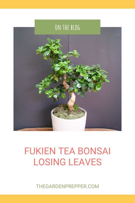 fukien tea bonsai losing leaves Bonsai Meaning, Fukien Tea Bonsai, Bonsai Fruit Tree, Bonsai Care, Bonsai Tree Care, Bonsai Techniques, Indoor Plant Care, Plant Diseases, Miniature Plants