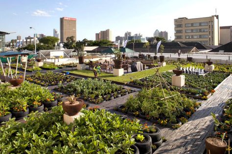 A rooftop garden on a building in Durban, South Africa. In Johannesburg a nonprofit group is using rooftop gardens to teach farming skills to urban youths and to inform them about the effects of global warming. Lots Of Plants, Urban Agriculture, Areas Verdes, Garden Architecture, Urban Gardening, Traditional Garden, Rooftop Garden, City Architecture, Community Gardening