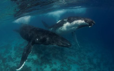 underwater wallpaper for mac computers Underwater Wallpaper, Gray Whale, Underwater Photographer, Water Animals, Big Animals, Sea Dweller, Macbook Wallpaper, Humpback Whale, Blue Whale