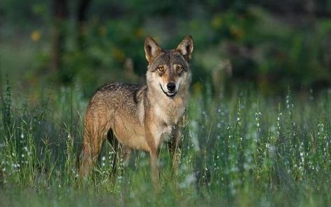 Wolfing down watermelons - The Hindu Indian Wolf, Asiatic Lion, Prey Animals, Sloth Bear, Nocturnal Animals, Wolf Head, Wildlife Sanctuary, Watch Dogs, Grey Wolf