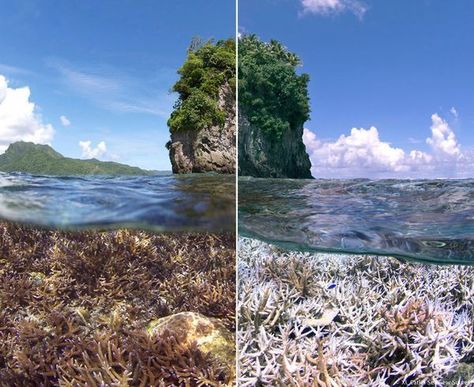 Coral Bleaching Photo Underwater Images, Coral Bleaching, Underwater Photos, Oceans Of The World, Coral Reefs, Environmental Issues, Triple Threat, Great Barrier Reef, In The Ocean