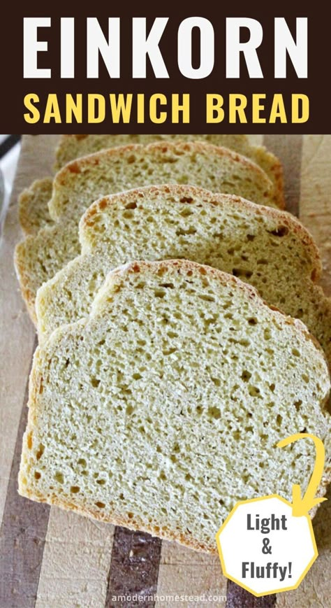 Easy Einkorn Sandwich Bread - No Knead - Perfect for Beginners Einkorn Flour Recipes, Acorn Pancakes, Einkorn Recipe, Einkorn Sandwich Bread, No Knead Sandwich Bread, Adventure Bread, Sandwhich Bread, Flour Milling, Einkorn Bread