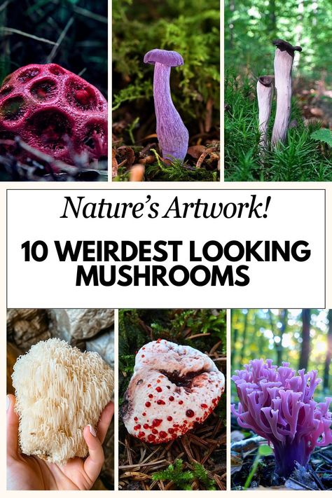 Dive into the fascinating world of fungi with our list of the 10 weirdest looking mushrooms! Discover nature's strangest creations and share the wonder with fellow mushroom enthusiasts! Fungi Photography, Wild Mushrooms Photography, Weird Mushrooms, Mushroom Fungi, Nature Artwork, Stuffed Mushrooms, Wonder, The Incredibles, 10 Things