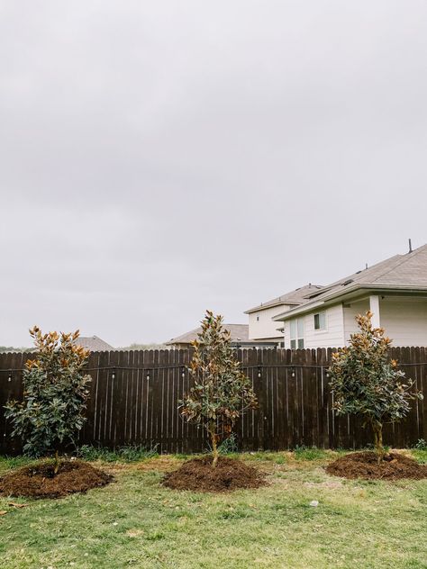 All the details on how we chose our Little Gem Magnolia trees, how much it cost to plant them, and what the process looked like! Magnolia Tree Landscaping, Little Gem Magnolia Tree, Magnolia Little Gem, Red Oak Tree, Magnolia Gardens, Backyard Trees, Privacy Plants, Magnolia Tree, Live Oak Trees