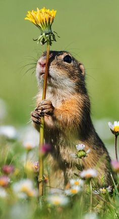 Smelling Flowers, Ground Squirrel, Amazing Animal Pictures, Cute Small Animals, Pretty Animals, Love Animals, Wildlife Photos, Cute Wild Animals, Wildlife Animals