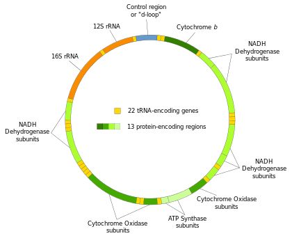 Tools, Resources & Articles defining, testing, & using mtDNA for Gentic Genealogy | Portal:Mitochondrial DNA - ISOGG Wiki Physiology Study, Dna Genetics, Mitochondrial Dna, Eukaryotic Cell, Chemical Energy, Life Code, Dna Sequence, Human Genome, Gene Therapy