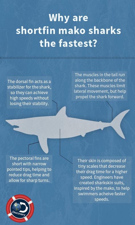 Mako sharks are built for speed. #SharkWeek July 23, 2017 Shark Study, Shark Species Chart, Shark Information Poster, Tiger Shark Facts, Shortfin Mako Shark, Fun Facts About Sharks, Shark Facts/ Anatomy, Oceanography Marine Biology, Save The Sharks