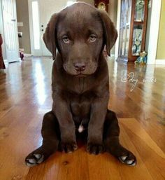 OMG!!How did this photo get taken? #labradorretriever Chocolate Lab Puppies, Chocolate Labs, Really Cute Puppies, Labrador Retriever Puppies, Black Labs, Chocolate Labrador, Lab Puppies, Labrador Retrievers, Labrador Puppy