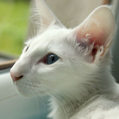 watching the birds outside | Kate | Flickr White Cat Aesthetic, Feline Drawing, Animal Poses, Cat Poses, Cat References, Cat Expressions, Cats Outside, Pet Finder, House Cats