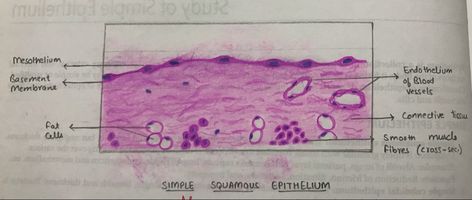 Simple Squamous Epithelium, Squamous Epithelium, Stratified Squamous Epithelium, Histology Slides, Basic Anatomy, Nurse Study, Basic Anatomy And Physiology, Nurse Study Notes, Medical Anatomy