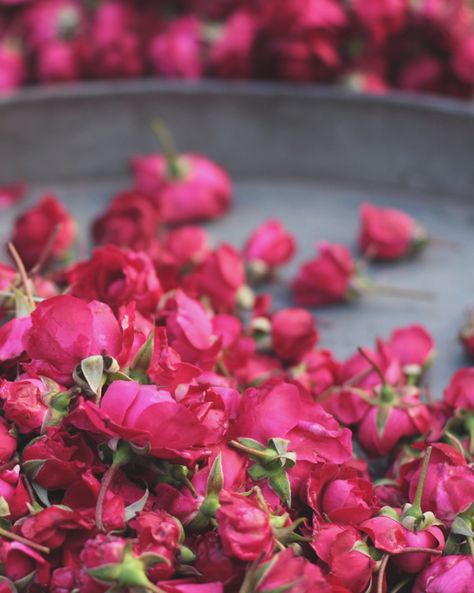 gulab ... small indian roses Indian Rose Flower, The Flower Market, Indian Rose, Rose Flowers, Flower Market, Red Peppercorn, Rose Flower, Art Photography, Bridge