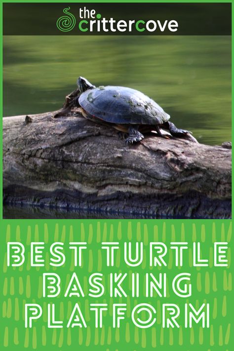 Pet Turtle Care, Turtle Basking Platform, Turtle Dock, Turtle Aquarium, Turtle Care, Water Turtle, Tortoise Care, Turtle Habitat, Garden Ponds