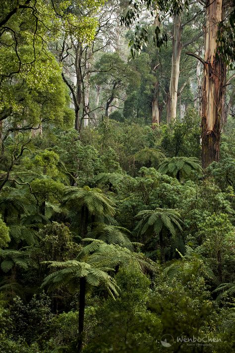 Dandenong Ranges, Australian Forest, Australian Rainforest, Rainforest Australia, Tasmanian Rainforest, Subtropical Forest, Rainforest Project, South American Rainforest, Summer Cabin