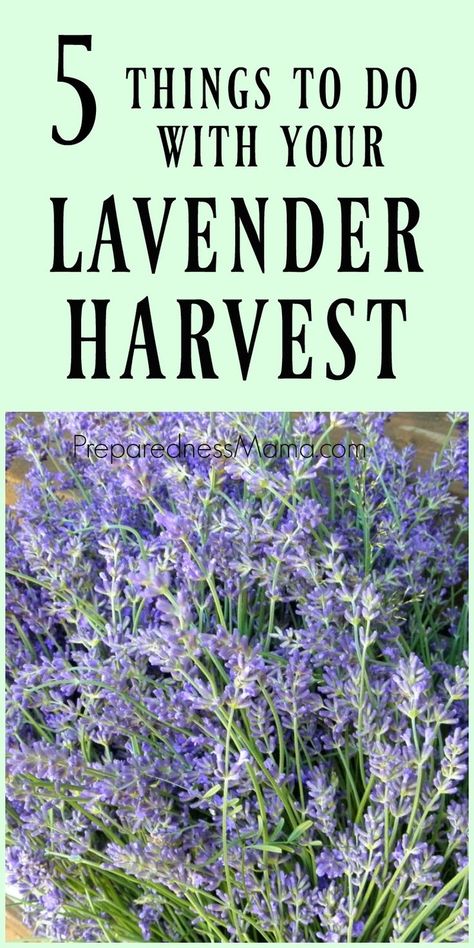 Lavender Harvest, Lavender Wands, Growing Lavender, Types Of Herbs, نباتات منزلية, Vegetable Garden For Beginners, Lavender Lemonade, Harvest Recipes, Flower Garden Design