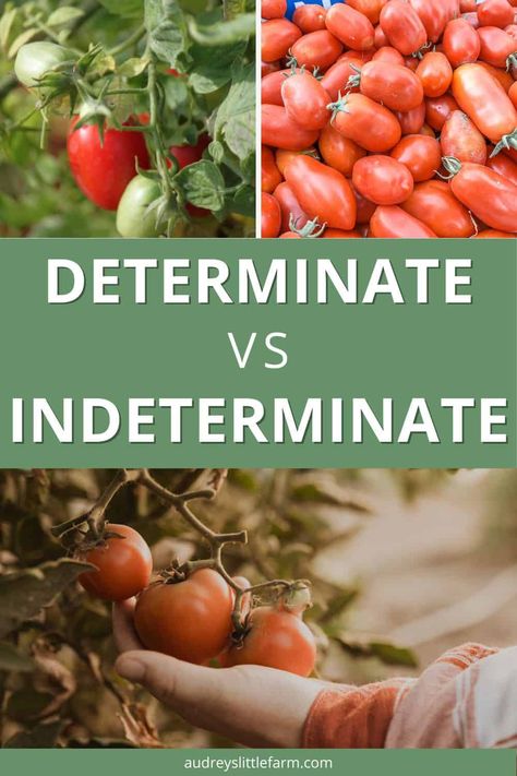 Do you know the difference between determinate and indeterminate tomatoes? When it comes time to plant tomatoes it's important to plant the right variety depending on the amount of space you have and the purposes you have in mind such as making tomato sauce, paste, etc. So in this article I will go over determinate, indeterminate, and semi-determinate tomatoes and which type is best for each growing condition and need. Determinate Tomato Varieties, Indeterminate Vs Determinate Tomatoes, Types Of Tomatoes To Grow, What To Plant With Tomatoes, Bucket Gardens, Making Tomato Sauce, Indeterminate Tomatoes, Tomato Stakes, Tomato Gardening