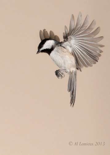 Flight Finch Tattoo, Chickadee Tattoo, Chickadee Art, Sparrow Tattoo, Nature Birds, Backyard Birds, Birds Tattoo, Bird Drawings, Bird Photo