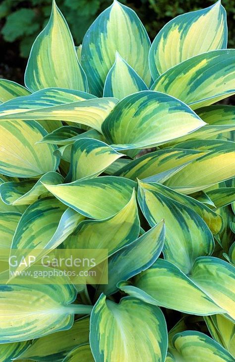 Hosta 'June' June Hosta, Hosta June, Backyard Trees, Planting Plan, Plant Photography, Plant Art, Shade Plants, Cool Plants, Hedges