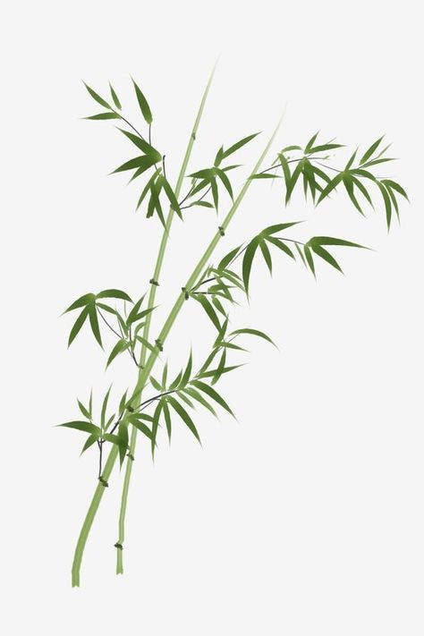 Bamboo Botanical Illustration, Chinese Packaging Design, Bamboo Illustration, Bamboo Drawing, Bamboo Artwork, Bamboo Painting, Easy Dragon Drawings, Bamboo Background, Zen Pictures