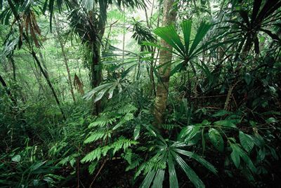 Jungle, Vietnam. Vietnam Forest, Vietnam Jungle, Yellow Mountains, Jungle Landscape, African Jungle, Jungle Tree, Tropical Garden Design, Cloud Forest, Vietnam Vets