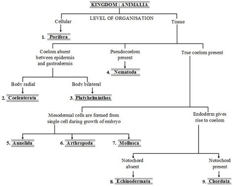 Kingdom Animalia Notes, Animalia Kingdom, Neet Notes, Biology Plants, Plant Physiology, Ias Study Material, Beautiful Words In English, Medical Stickers, Human Body Facts