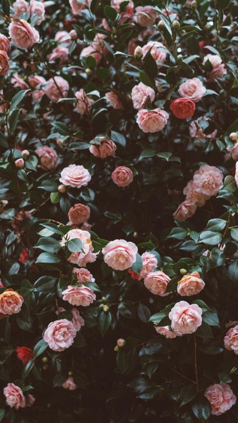 🖤รย๒รςгเ๒є קเภtєгєรt: 𝕻𝖎𝖗𝖔𝖟𝖍𝖔𝖐 🌙 White Roses Wallpaper, Wallpapers Flowers, Tumblr Flower, Wallpaper Rose, Wallpapers Pictures, Romantic Aesthetic, Flowers Background, Vibes Wallpaper, Flower Iphone Wallpaper