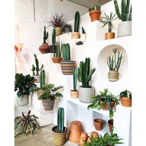 houseplants indoor plants plant display plant shelfie cacti cactus plant family plants decor plant decor ideas home decor interior style plant corner nordic style scandinavian living vintage style urban jungle indoor jungle minimalist design boho decor gardening living room decor cute pots for plants terracotta pots  #houseplants #indoorplants #homedecor Kaktus Dan Sukulen, Beautiful Cactus, نباتات منزلية, Trendy Plants, Cactus Diy, Cactus Pot, Houseplants Indoor, Plant Aesthetic, Cactus Y Suculentas