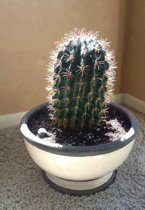 How to Repot a Cactus Without Getting Stuck: So much easier than I had expected!  http://pinterest.com/pin/2814818490179245/ #Cactus #Repot Kew Gardens, Cactus Garden, Cactus And Succulents, Back To Nature, Butterfly Garden, Garden Patio Furniture, Succulents Garden, Cacti And Succulents, Garden Styles