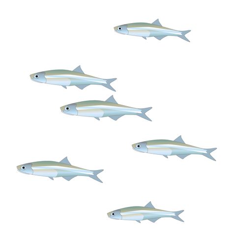 Shoal Of Fish Drawing, Anchovies Drawing, Anchovy Illustration, Fish Biology Illustration, Fish Vector Illustration, Fish Vector, Architectural House Plans, Anchovies, Free Vector Images